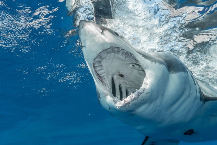 a fish swimming under water