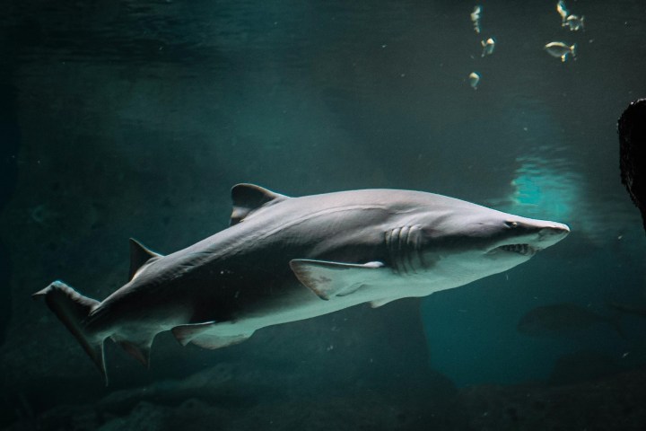 a fish swimming under water