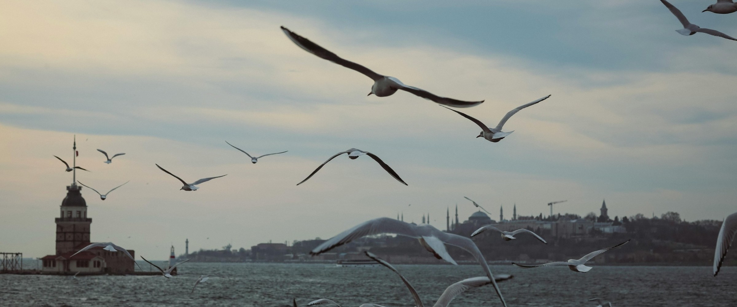 a flock of seagulls flying over a body of water
