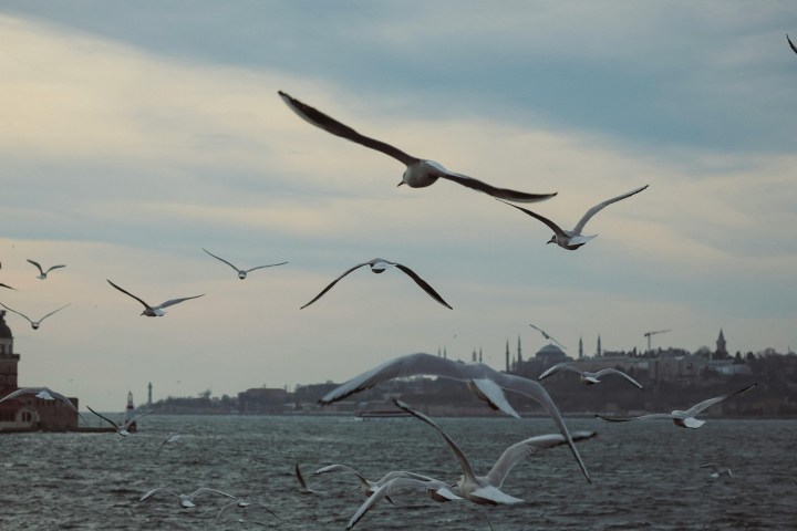 a flock of seagulls flying over a body of water