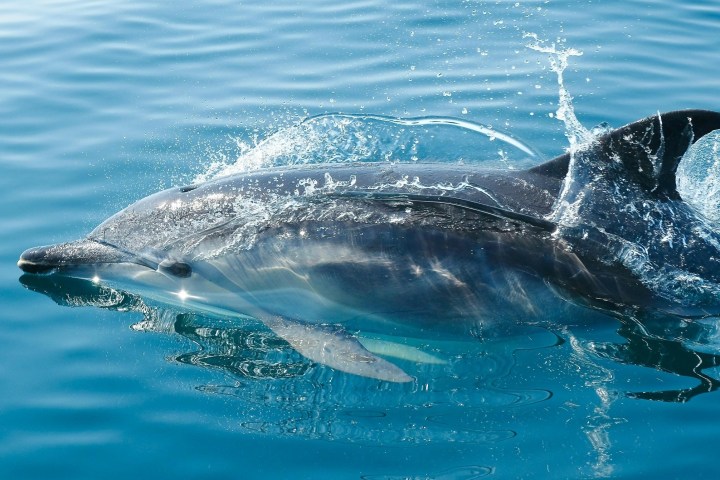 an animal swimming in the water