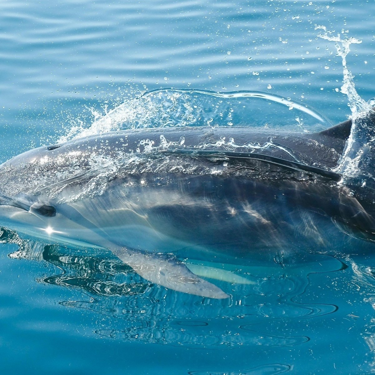 an animal swimming in the water