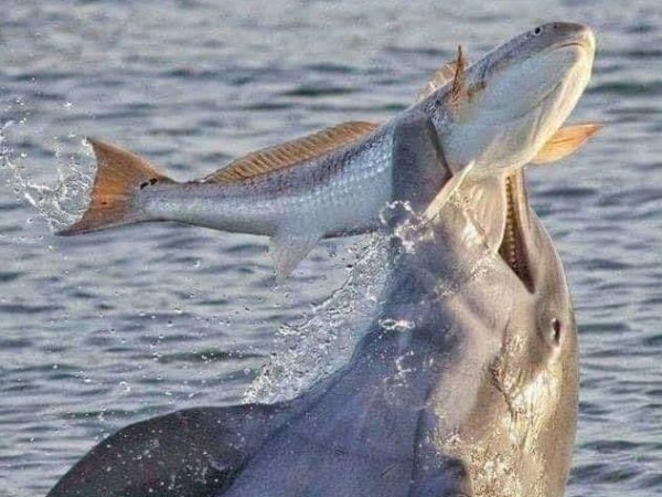 a fish swimming under water
